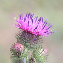 Carduus Crispus, The Curly Plumeless Thistle Or Welted Thistle, Wild Plant From Finland