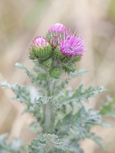 Carduus Crispus, The Curly Plumeless Thistle Or Welted Thistle, Wild Plant From Finland