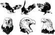 Vector birds set. Eagles and hawks illustrations. Good for logos and posters.
