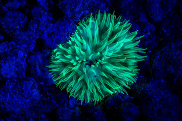 coral or anemone glowing under blacklight, glow fluorescent at night