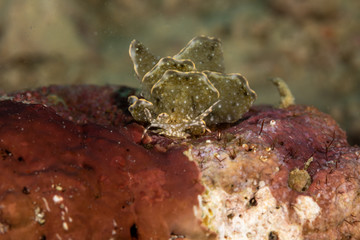 Sapsucking Slug, Cyerce is a genus of sacoglossan sea slugs, a shell-less marine opisthobranch gastropod mollusks in the family Caliphyllidae