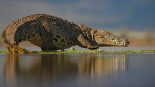 Nile Crocodile (Crocodylus Niloticus), Walking Across Grassy Island On Lake, Zimanga Game Reserve, KwaZulu-Natal, South Africa, Africa