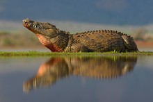 Nile Crocodile (Crocodylus Niloticus) Resting, Reflection In Water, Zimanga Game Reserve, KwaZulu-Natal, South Africa, Africa
