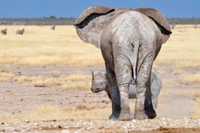 African Elephant (Loxodonta Africana), Adult Female Facing A Fearful Adult Male Black Rhinoceros (Diceros Bicornis), Etosha National Park, Namibia, Africa