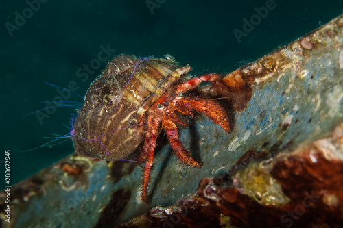 Fotomural Dardanus calidus is a species of hermit crab from the East Atlantic (Portugal to
