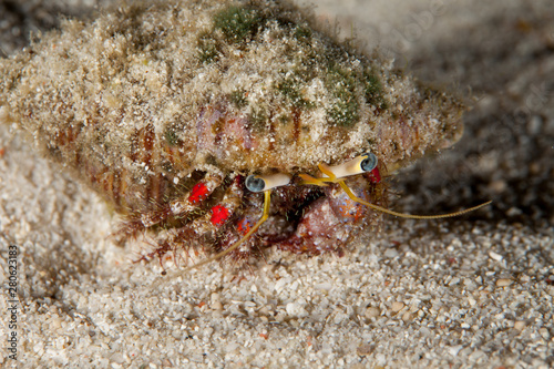 Cuadros en Lienzo Hermit crab, is a species of marine hermit crab
