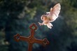 © imageBROKER - Barn owl (Tyto alba), captive, landing on a cross, Vulkaneifel, Germany, Europe