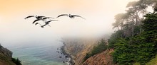 Group Of Brown Pelicans (Pelecanus Occidentalis) In Flight On The Pacific Coast, Ragged Point, California, United States, North America