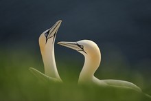 Gannets (Morus Bassanus, Sula Bassana) During Courtship