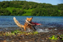 Red Fox (Vulpes Vulpes) With A Caught Salmon, Kurile Lake, Kamchatka Peninsula, Russia, Europe