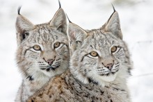 Two Young Lynxes (Lynx Lynx), Portrait, Captive, Germany, Europe