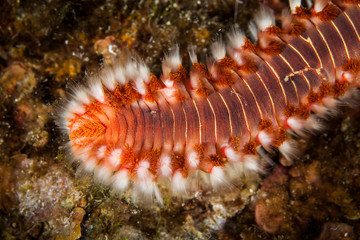 Canvas Print - Bearded Fireworm, Hermodice carunculata