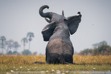 Back View Of Elephant In Forest