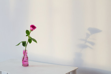 Wall Mural - pink rose in glass bottle on white wooden shelf