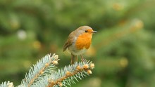 Close Up Of European Robin, Erithacus Rubecula, Sitting On A Branch Of A Spruce And Flying Away