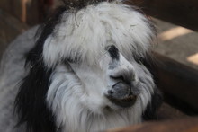 Curly Funny Black White Llama
