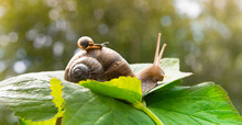 A Big Snail Crawls On A Green Leaf And A Small Snail Crawling On It With A Baby With Beautiful Horns And A Shell Against The Green Bokeh Of The Forest