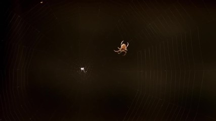 Spider weaves a web