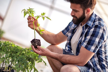 Wall Mural - Farmer checking tomatoes plants