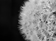 © Tim Booth Photography/Stocksy - Close-up of a dew studded dandelion head
