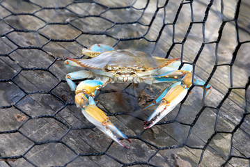 Blue crab caught in the net, Gulf of Mexico