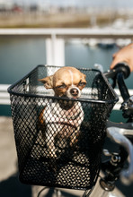 Chihuahua Puppy In A Bike Basket