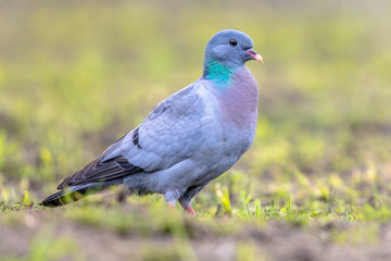 Sticker - Stock dove foraging in green grass