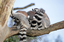 Cuddly Lemurs