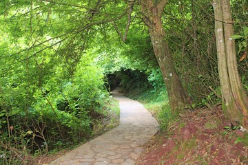 path in the forest