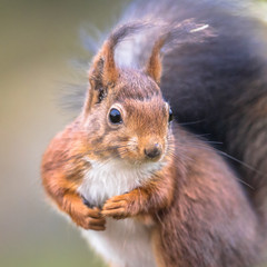 Wall Mural - Red squirrel portrait