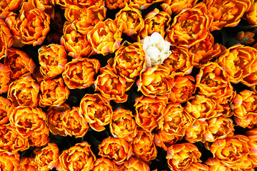 Wall Mural - Orange, yellow and red flame spring tulips in Amsterdam beginning to flourish seen from a top view with one single white tulip amongst the flowers. Perspective from above.