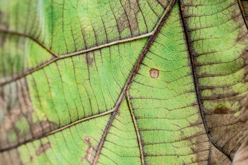 close up tree leaf in autumn