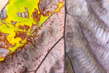 close up tree leaf in autumn