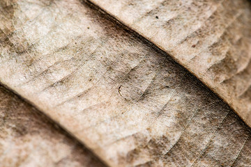 close up tree leaf in autumn