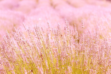 Blooming lavender in a field close-up, in the summer in the sunlight at sunset