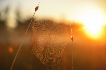 spider web with morning dew