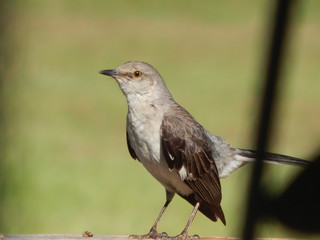 bird on branch