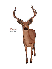 Wall Mural - Deer, animal. Hand draw sketch vector.