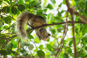 Wall Mural - squirrel on tree, the squirrel in nature, animal in wild life