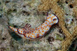 © GeraldRobertFischer - Hypselodoris pulchella
