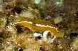 © GeraldRobertFischer - Hypselodoris picta