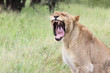 Afrikanischer Löwe / African lion / Panthera Leo