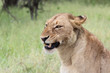 Afrikanischer Löwe / African lion / Panthera Leo...