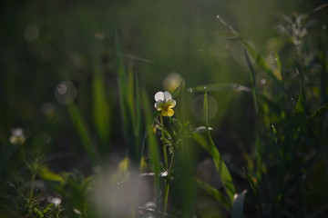 white flower in the grass