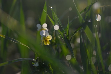 white flower in the grass