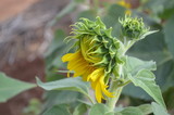 Fototapeta  - Cute Yellow Sunflower in Garden