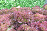 Fototapeta  - Purple vegetable in nature