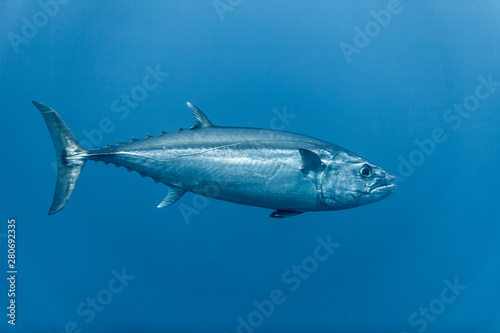 Fotomural Tuna, disambiguation, mackerel family (Scombridae)