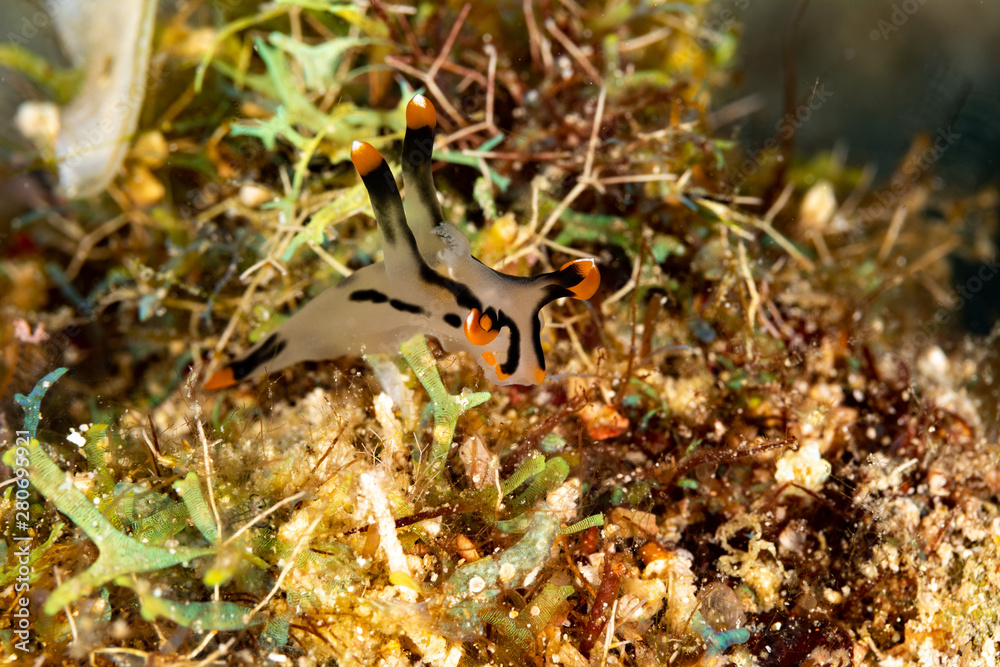 Painted Thecacera Thecacera Picta Is A Species Of Sea Slug A Painted Thecacera Thecacera Picta Is A Species Of Sea Slug A