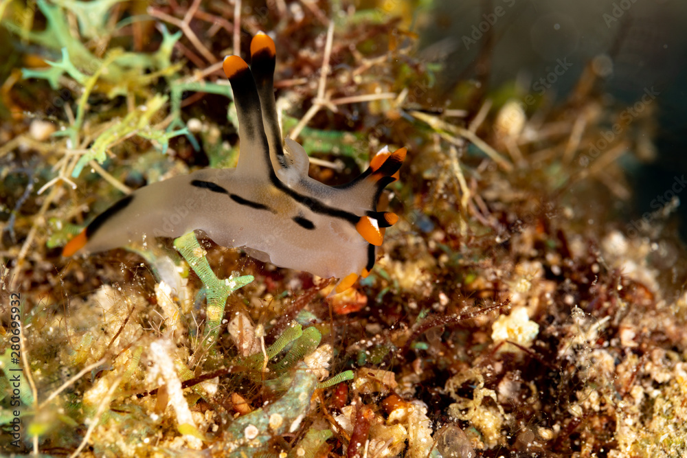 Painted Thecacera Thecacera Picta Is A Species Of Sea Slug A Painted Thecacera Thecacera Picta Is A Species Of Sea Slug A